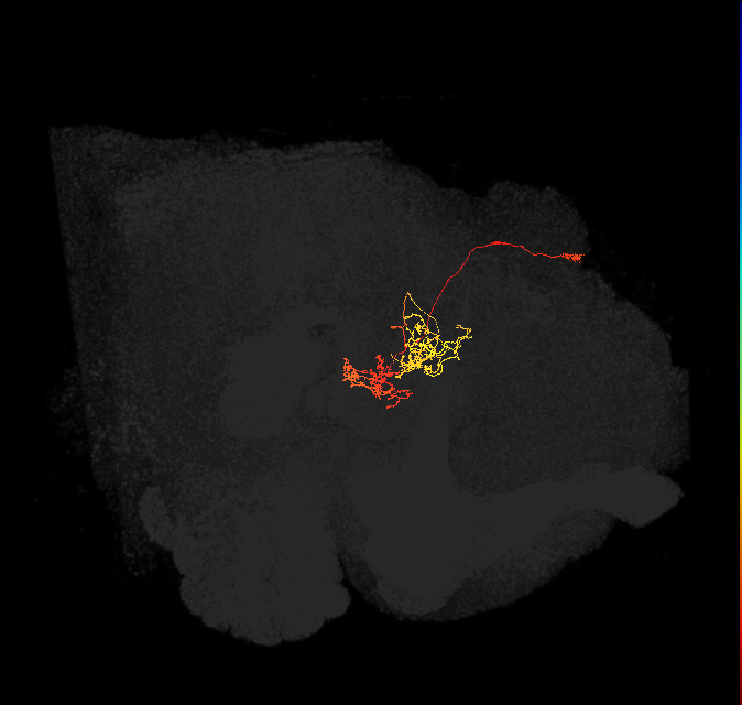 hDeltaJ_13_C11 (FlyEM-HB:1101452892)