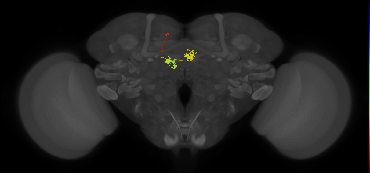 hDeltaJ_13_C11 (FlyEM-HB:1101452892)
