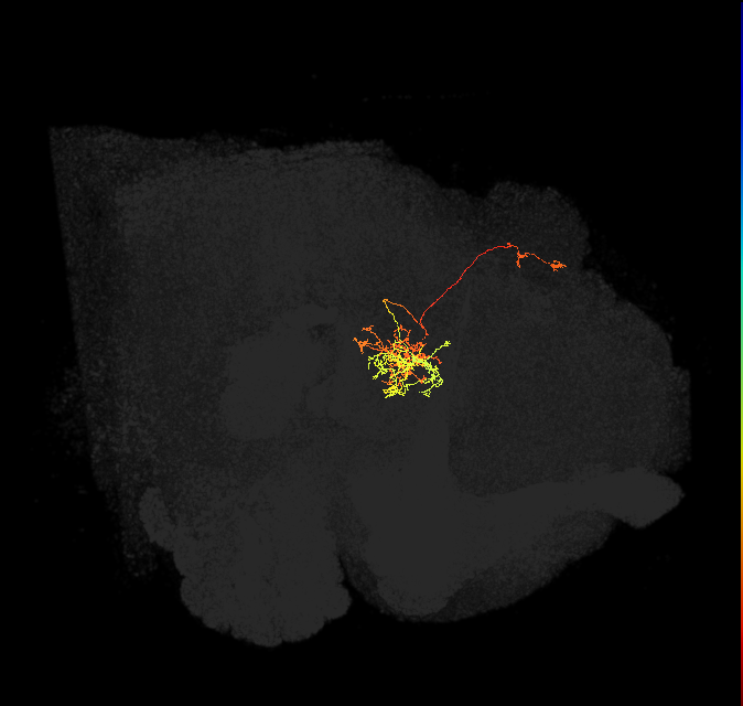 hDeltaJ_11_C9 (FlyEM-HB:1227617128)