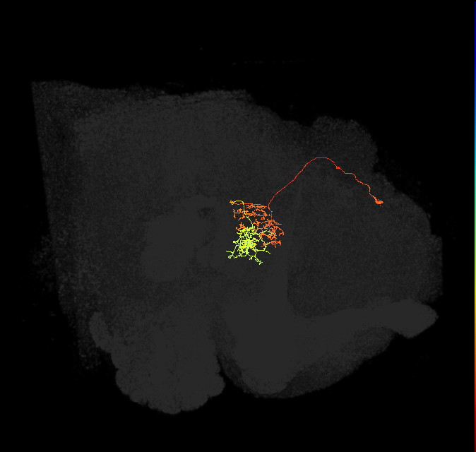 hDeltaJ_10_C8 (FlyEM-HB:1320713170)