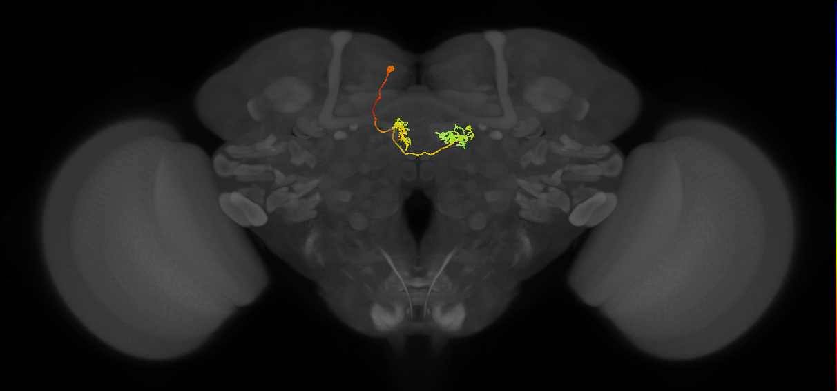 hDeltaJ_10_C8 (FlyEM-HB:1320713170)