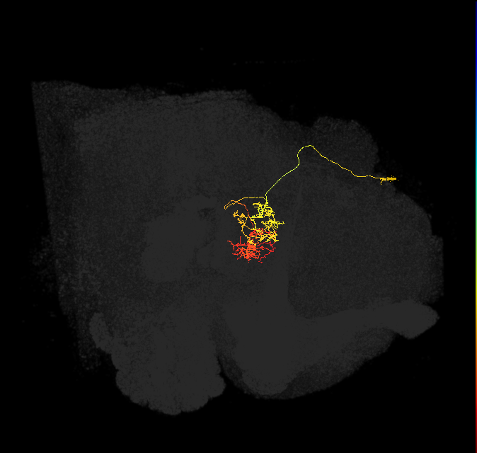 hDeltaJ_05_C5 (FlyEM-HB:1288767171)