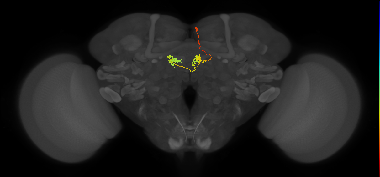 hDeltaJ_05_C5 (FlyEM-HB:1288767171)