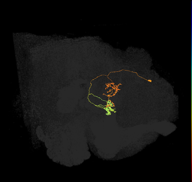 hDeltaK_08_C7c (FlyEM-HB:1292070004)