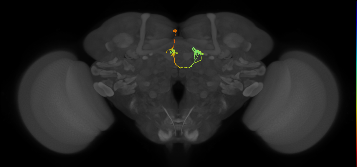 hDeltaK_08_C7c (FlyEM-HB:1292070004)