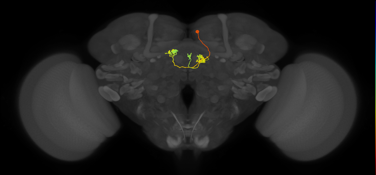 hDeltaK_04_C4 (FlyEM-HB:1133920966)