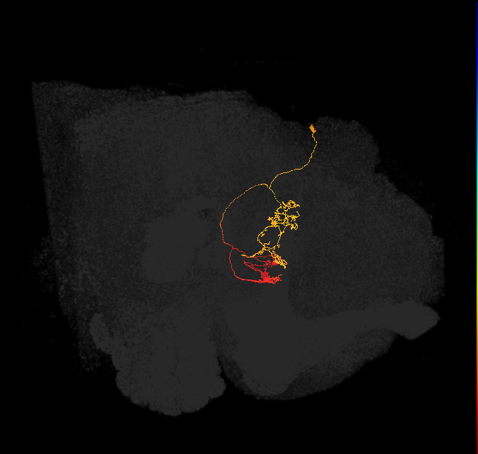 hDeltaK_07_C6a (FlyEM-HB:1003249888)