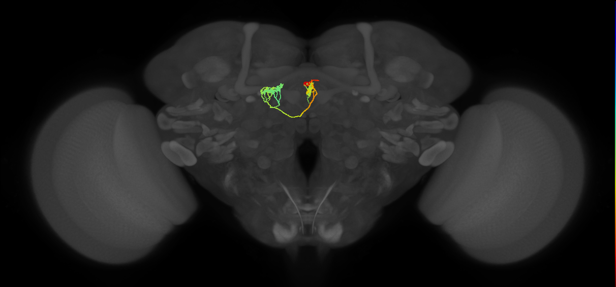 hDeltaK_07_C6a (FlyEM-HB:1003249888)
