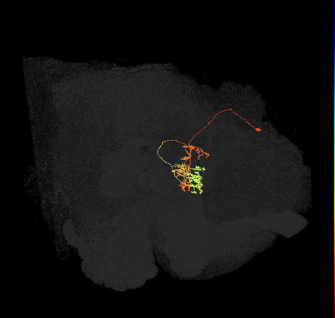 hDeltaK_10_C8 (FlyEM-HB:1165206460)