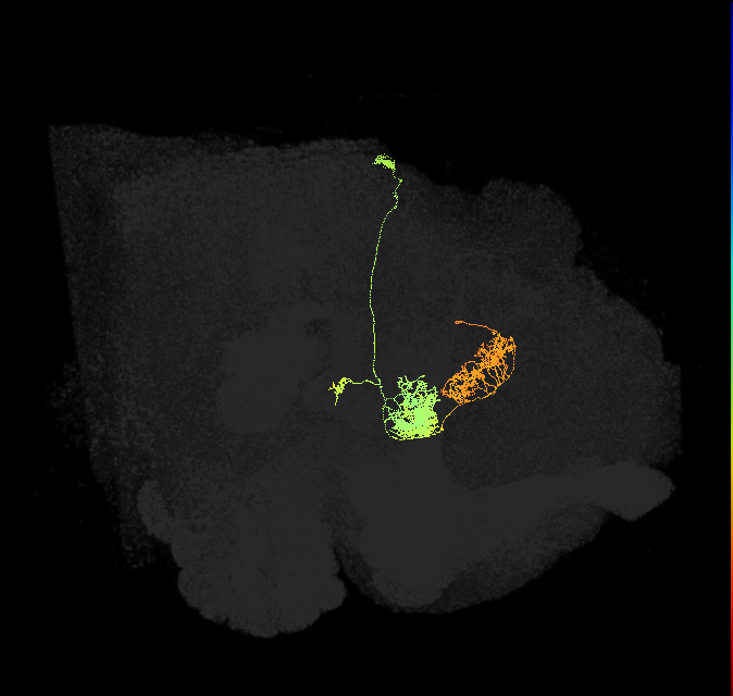 hDeltaL_01_C1 (FlyEM-HB:1198658803)