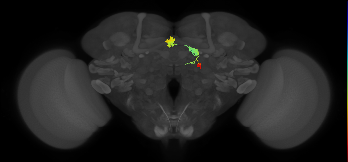 hDeltaL_01_C1 (FlyEM-HB:1198658803)