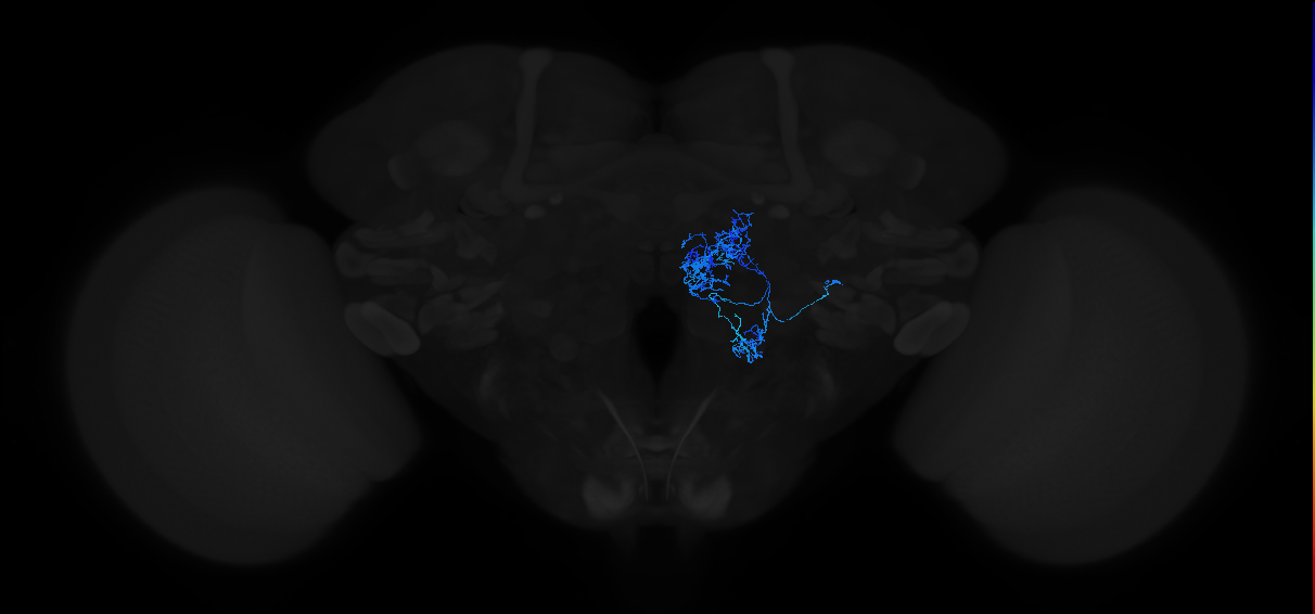adult antennal lobe local neuron type 19 l2LN