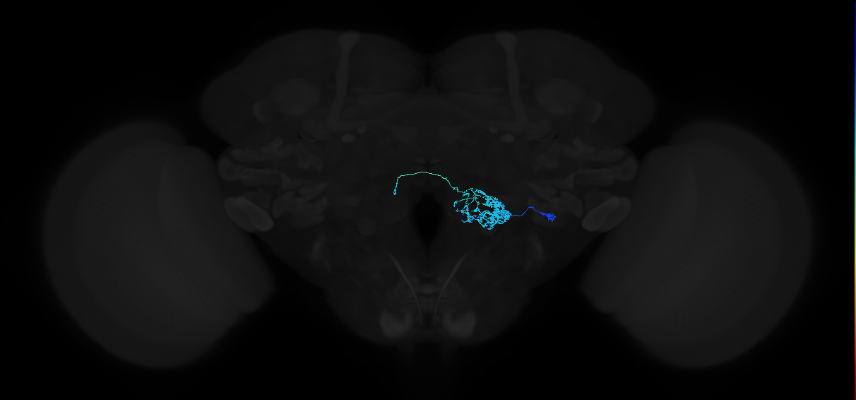 adult antennal lobe local neuron type 20 l2LN