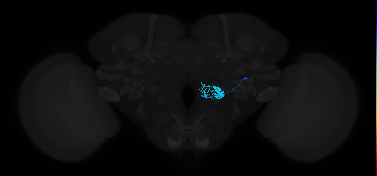 adult antennal lobe local neuron type 21 l2LN