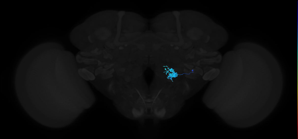 adult antennal lobe local neuron type 22 l2LN