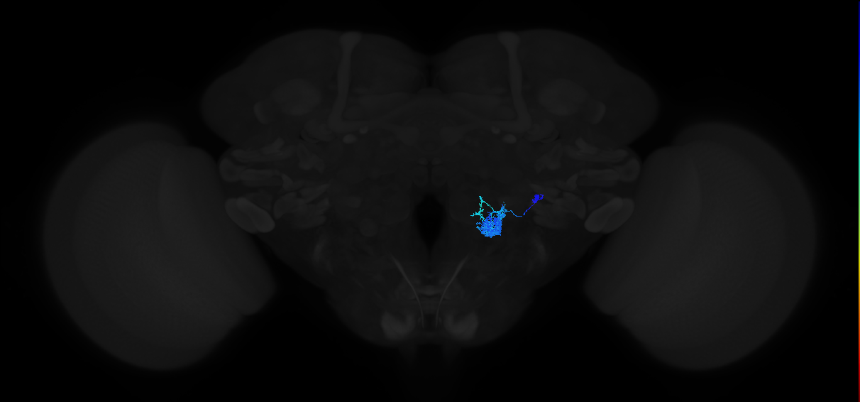 adult antennal lobe local neuron type 23 l2LN