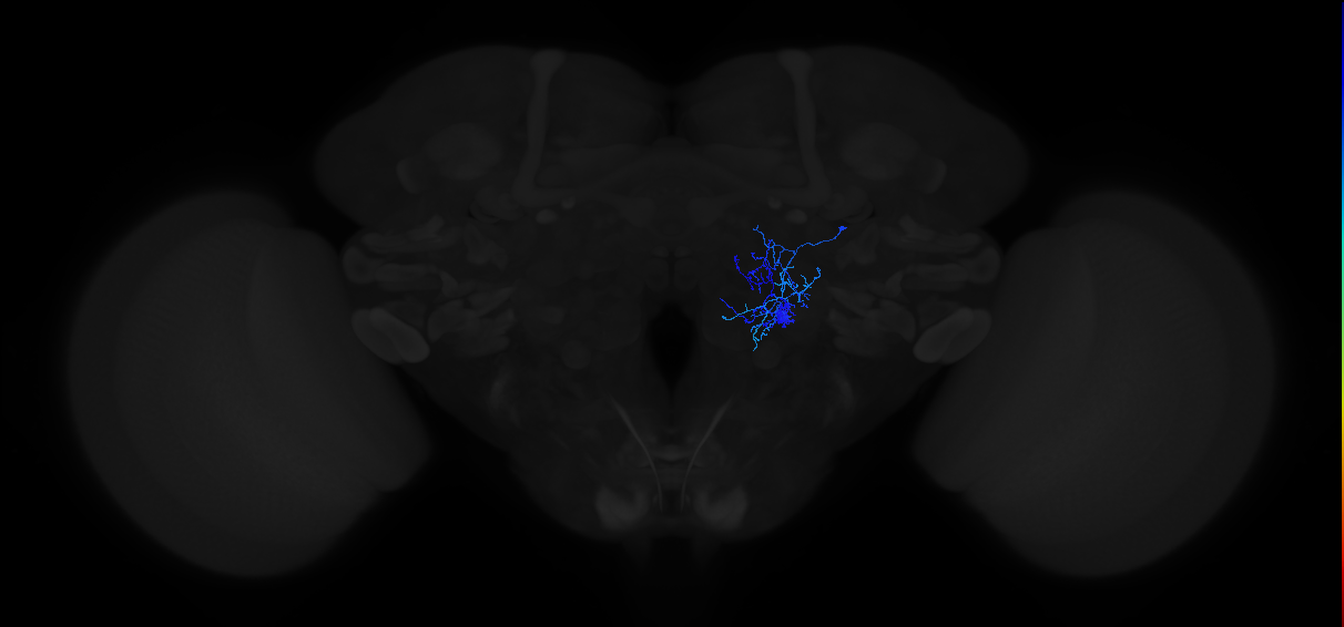 adult antennal lobe local neuron type 12B lLN