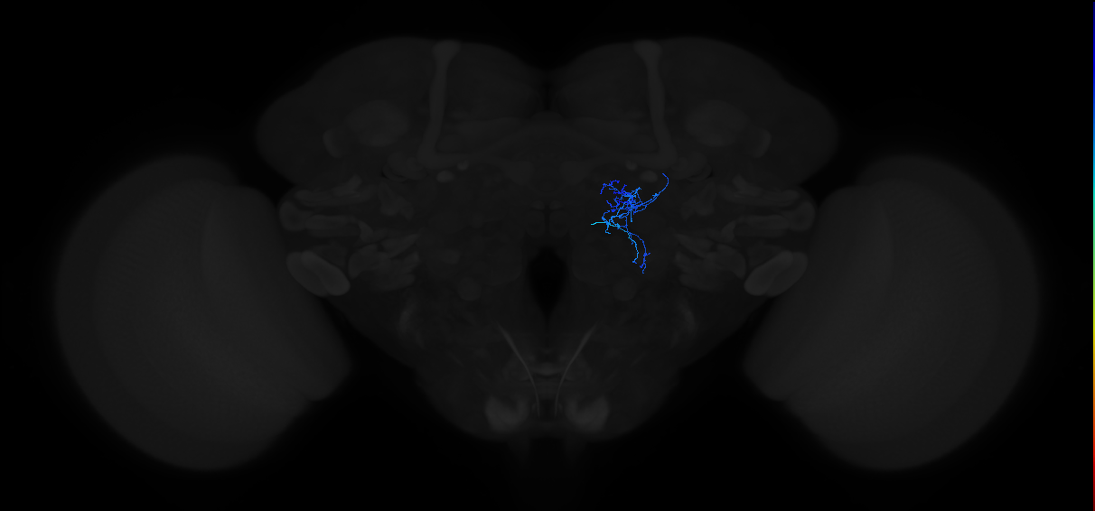 adult antennal lobe local neuron type 16A lLN