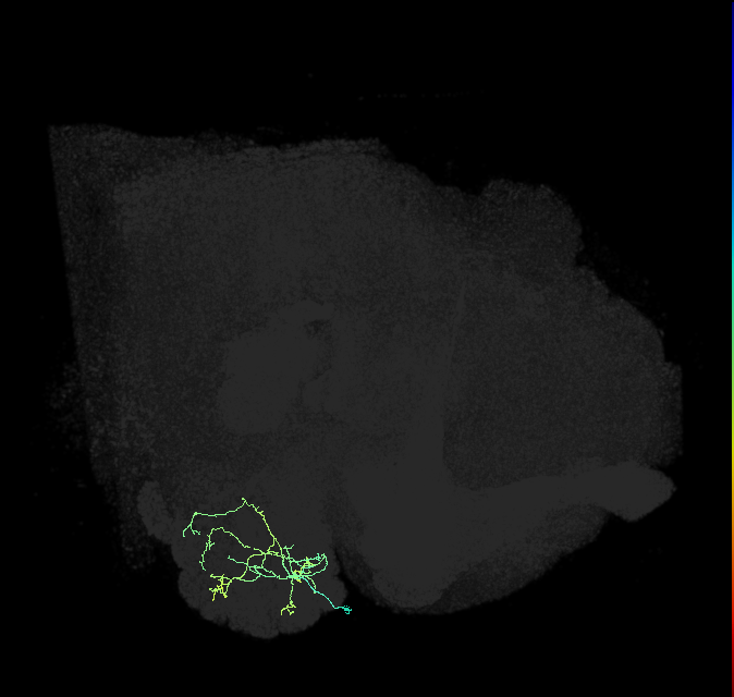 lLN16b_R (FlyEM-HB:1701965055)