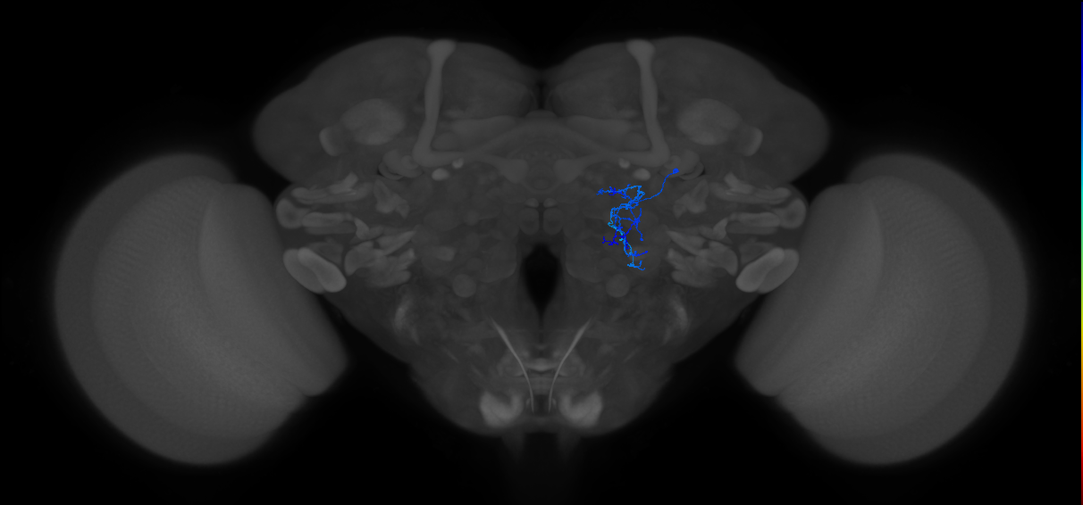 lLN16b_R (FlyEM-HB:1701965055)