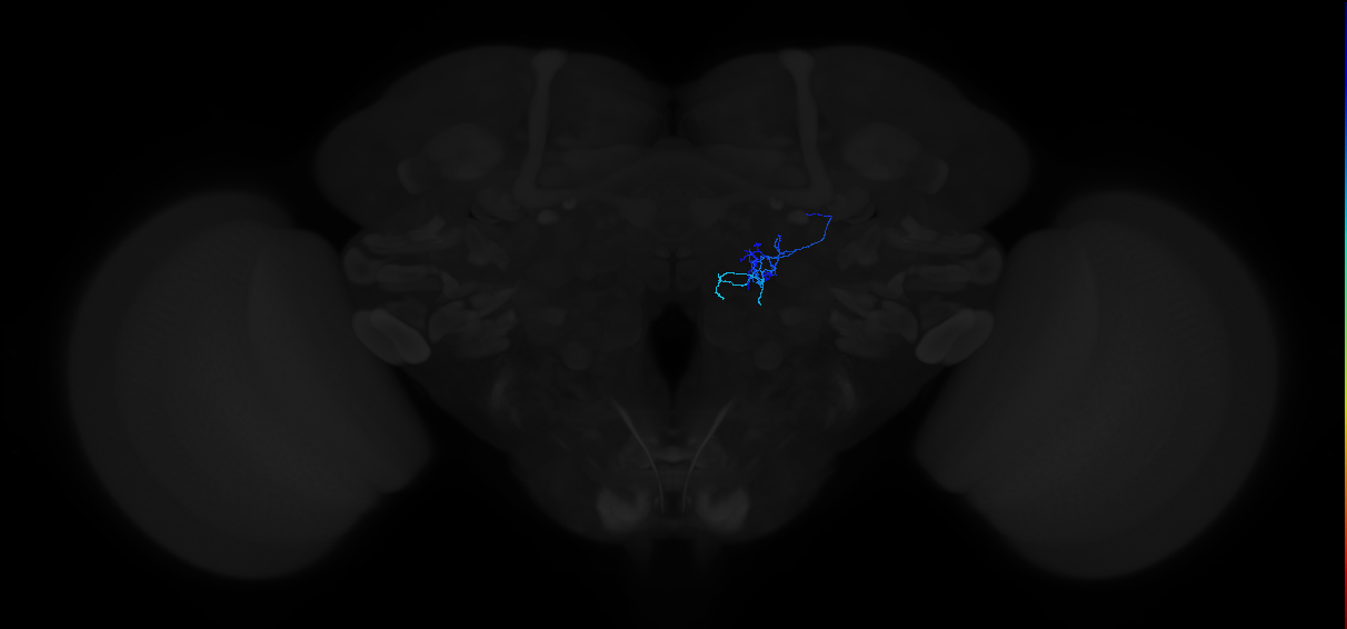 adult antennal lobe local neuron type 16B lLN