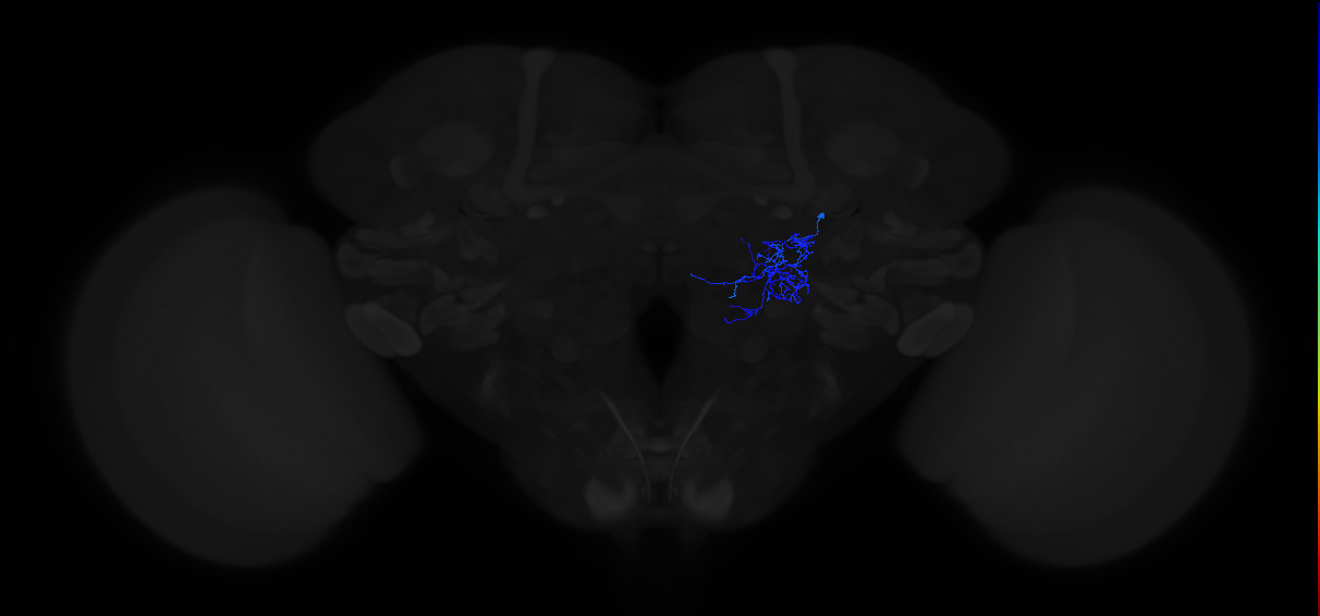 adult antennal lobe local neuron type 17 lLN