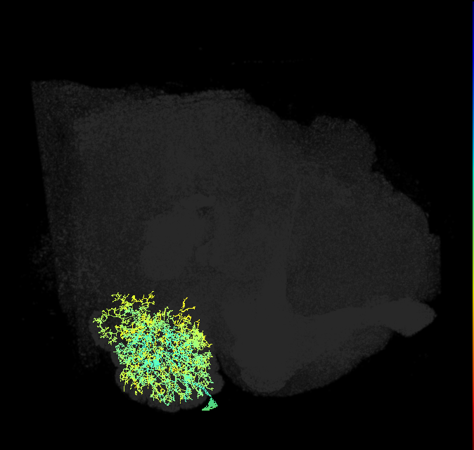 lLN1_b_R (FlyEM-HB:1642623277)