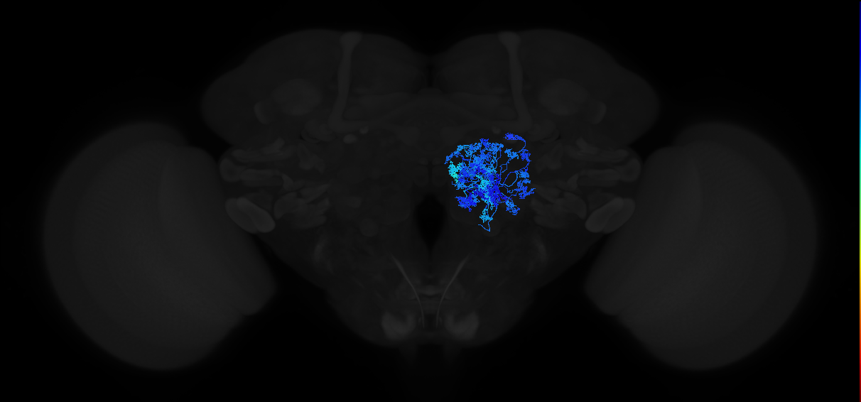 adult antennal lobe lateral local neuron 2P