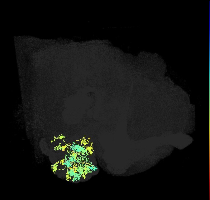 lLN2P_c(Patchy)_R (FlyEM-HB:1640555311)