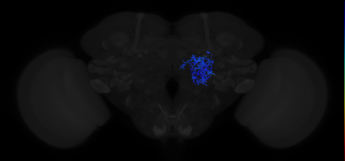 adult antennal lobe lateral local neuron 2R