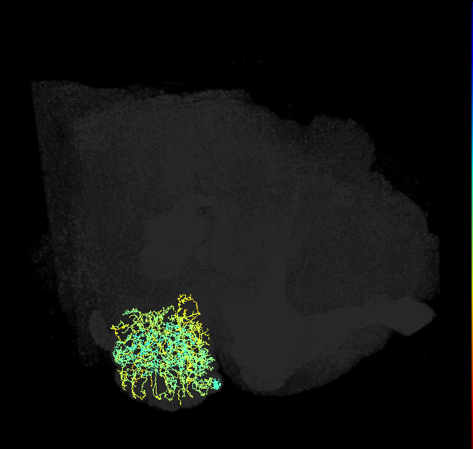 lLN2S(Star)_R (FlyEM-HB:1762359683)