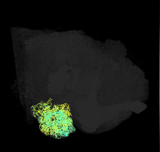 lLN2T_e(Tortuous)_R (FlyEM-HB:1699974843)