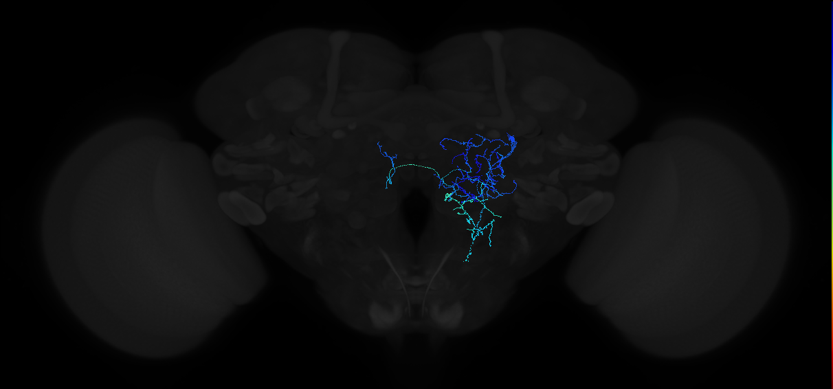 adult antennal lobe local neuron type 7 lLN