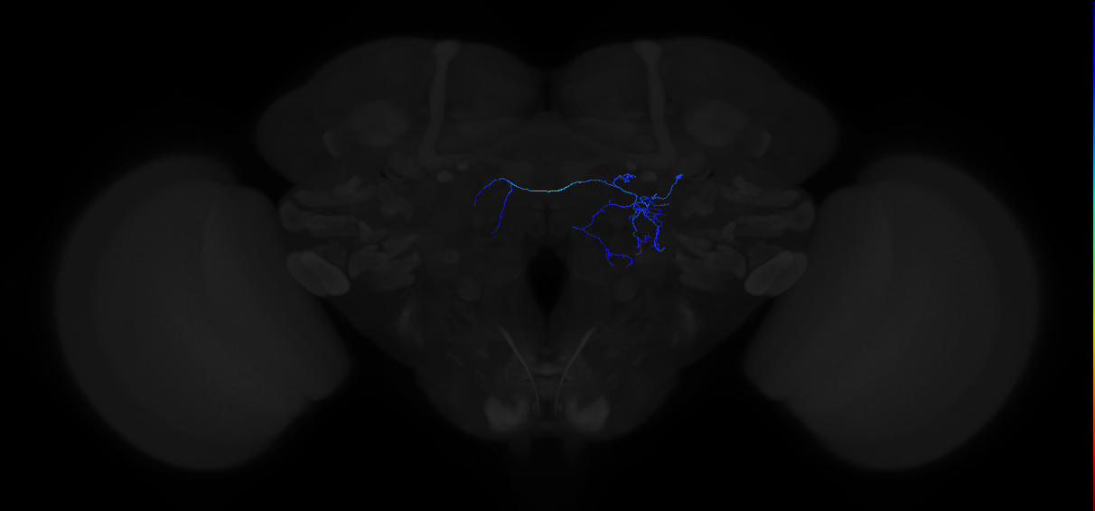 adult antennal lobe local neuron type 9 lLN