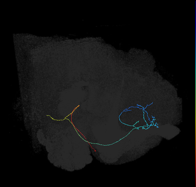 mAL4A_L (FlyEM-HB:580209760)