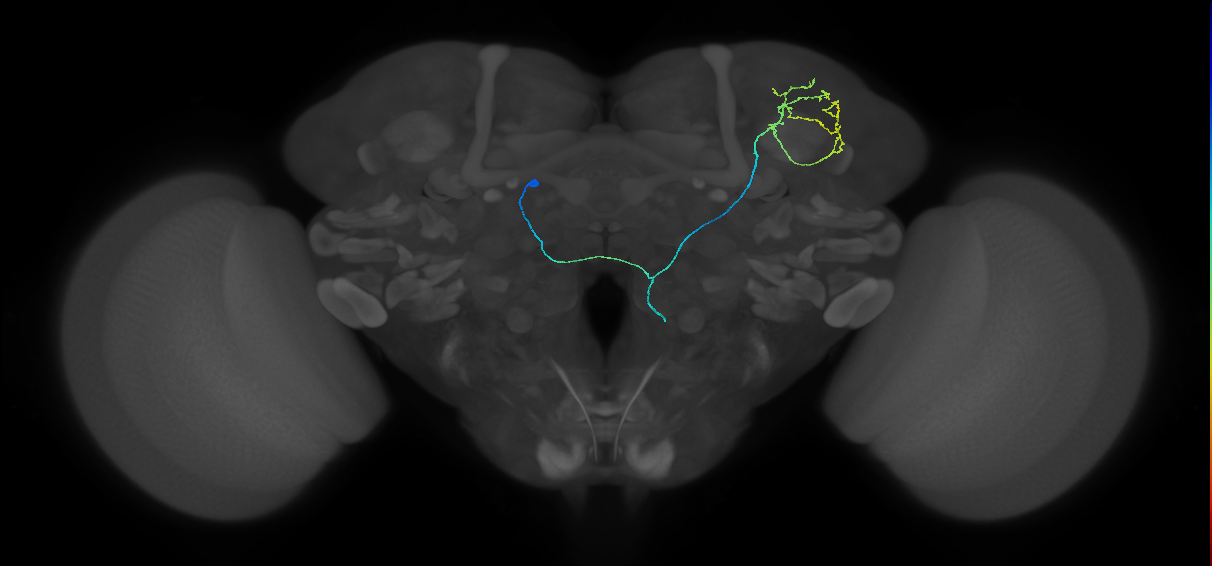 mAL4A_L (FlyEM-HB:580209760)