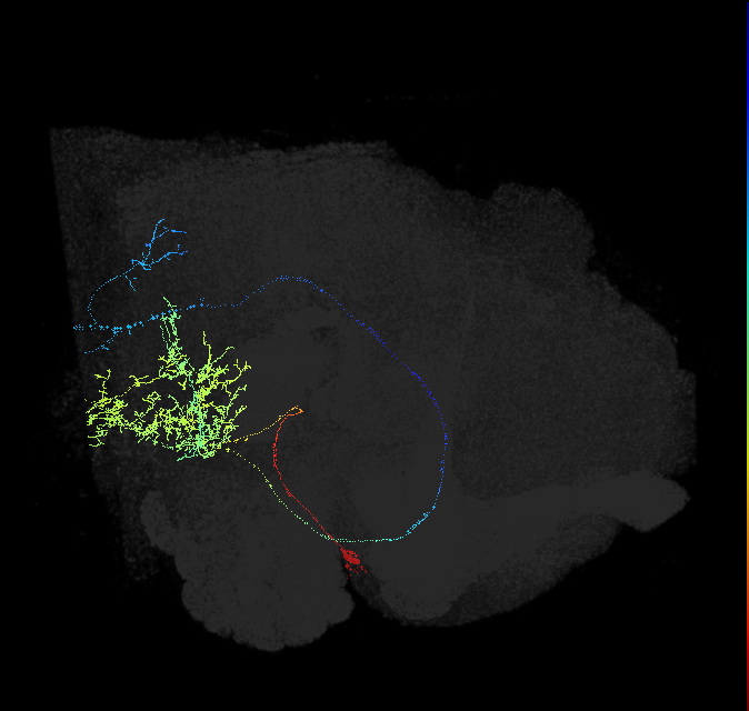 mALC5_L (FlyEM-HB:1730957703)