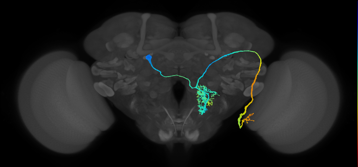 mALC5_L (FlyEM-HB:1730957703)