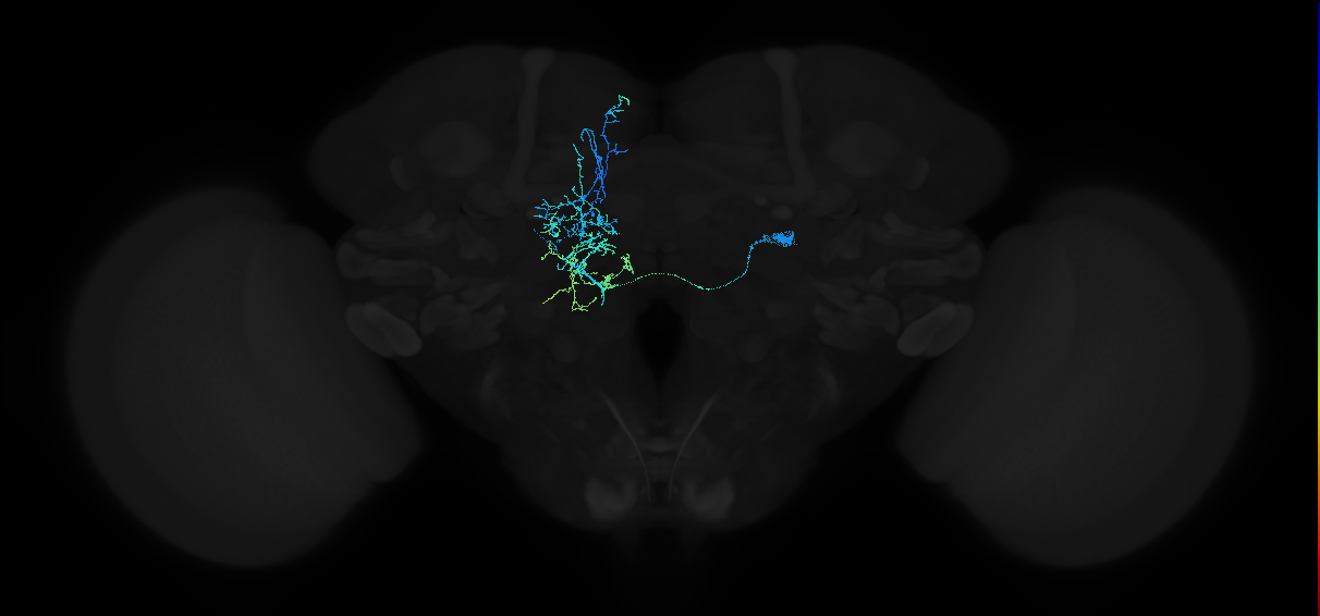 adult mediodorsal antennal lobe neuron D1