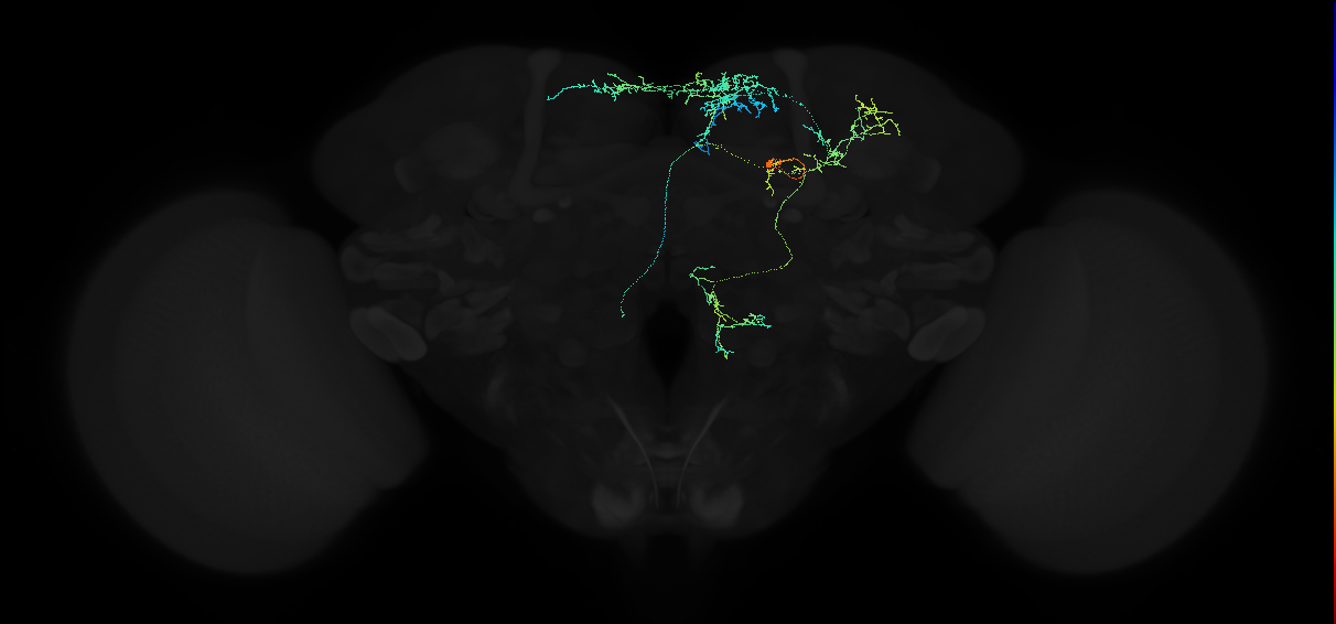 oviposition descending neuron a