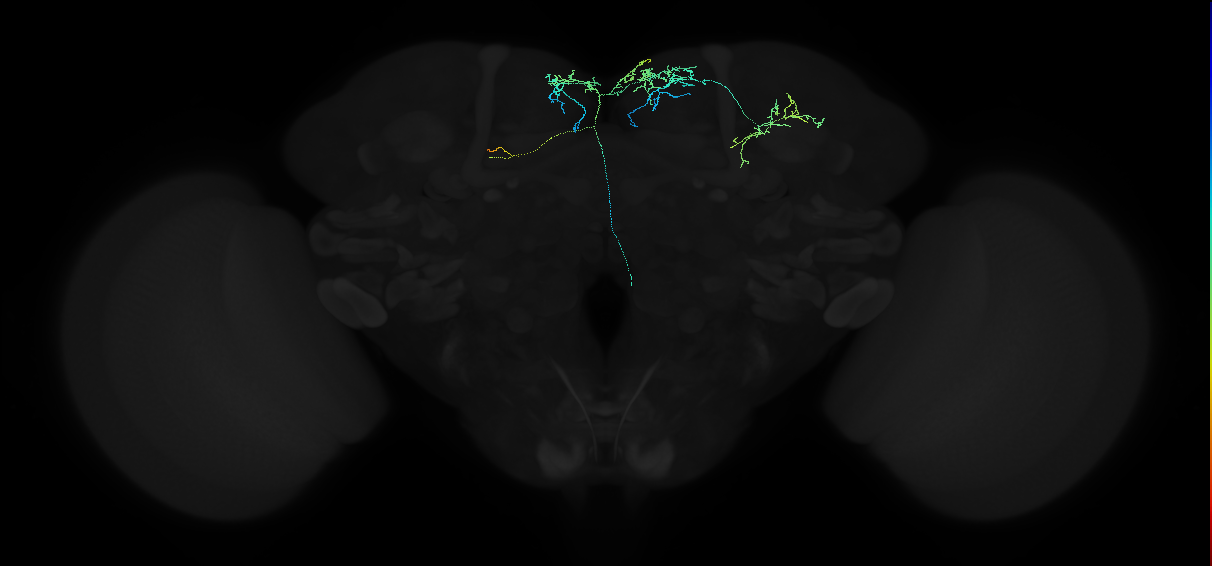 oviposition descending neuron b