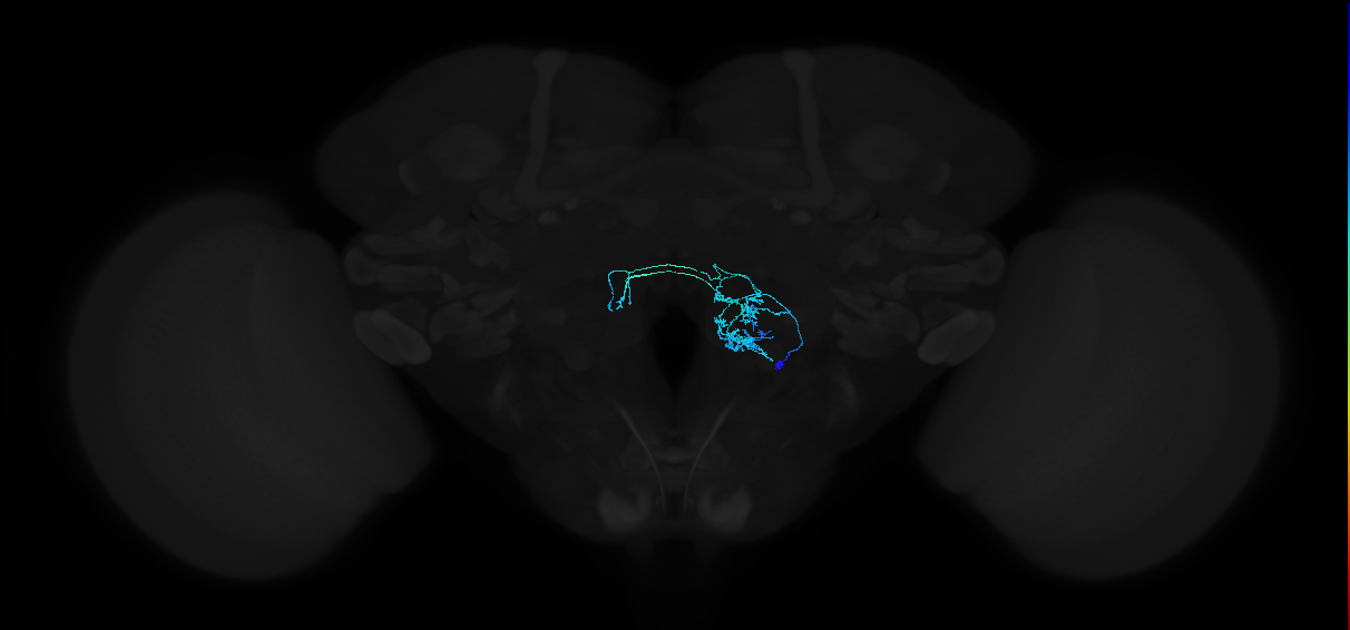 adult antennal lobe local neuron type 32 v2LN