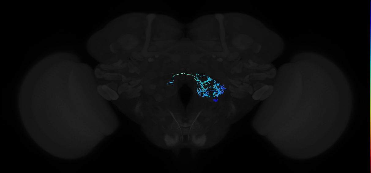 adult antennal lobe local neuron type 33 v2LN