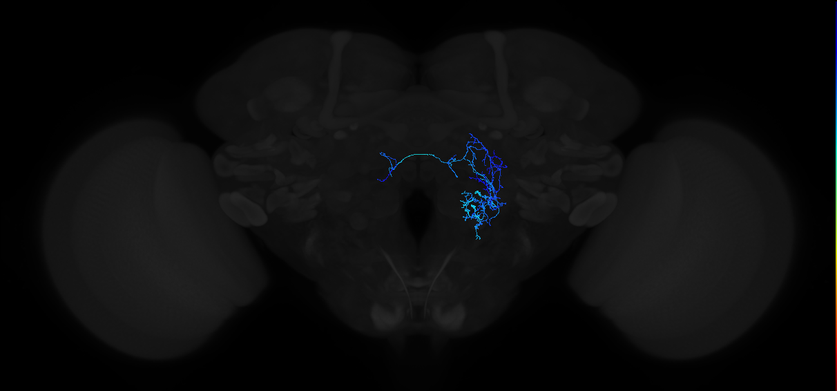 adult antennal lobe local neuron type 34A v2LN