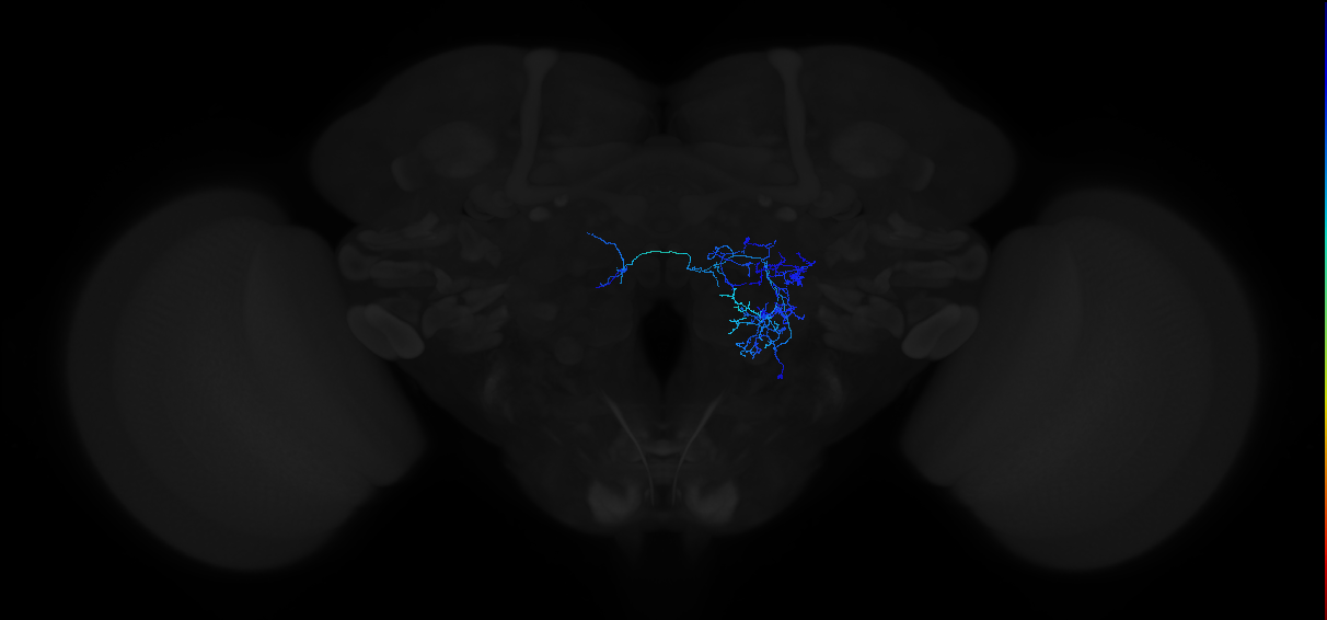 adult antennal lobe local neuron type 34A v2LN