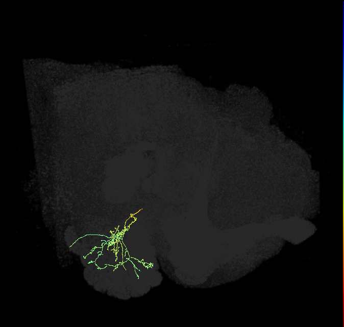 adult antennal lobe local neuron type 34B v2LN