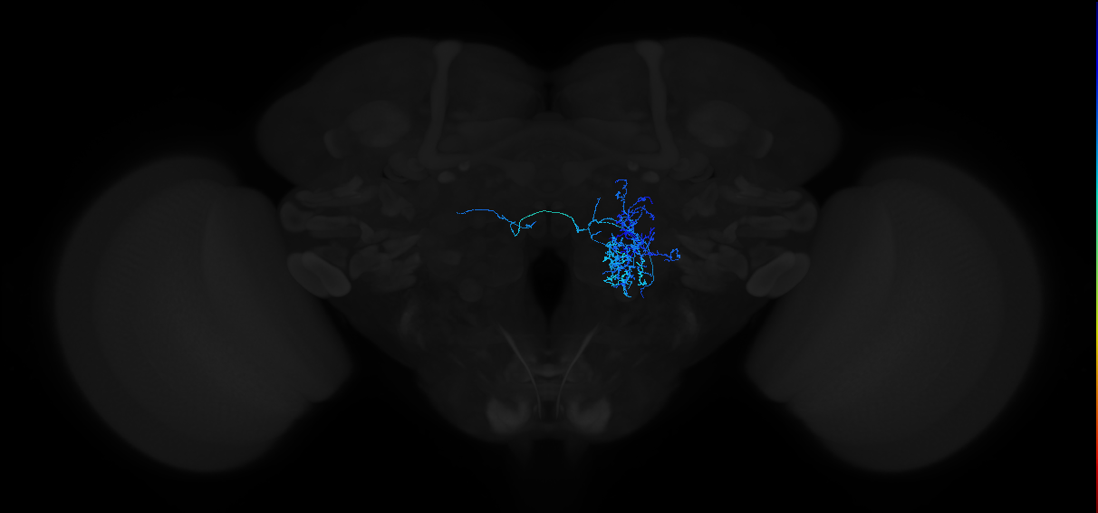 adult antennal lobe local neuron type 34B v2LN