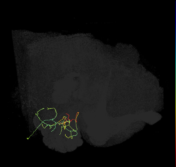 v2LN34e_R (FlyEM-HB:1854419820)