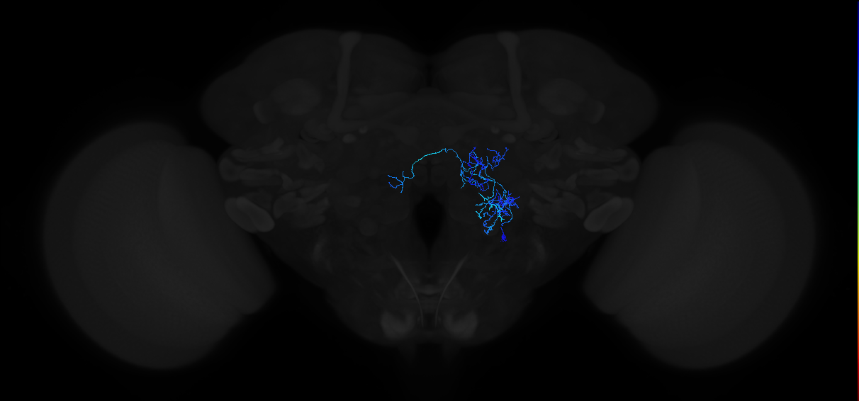 adult antennal lobe local neuron type 34F v2LN