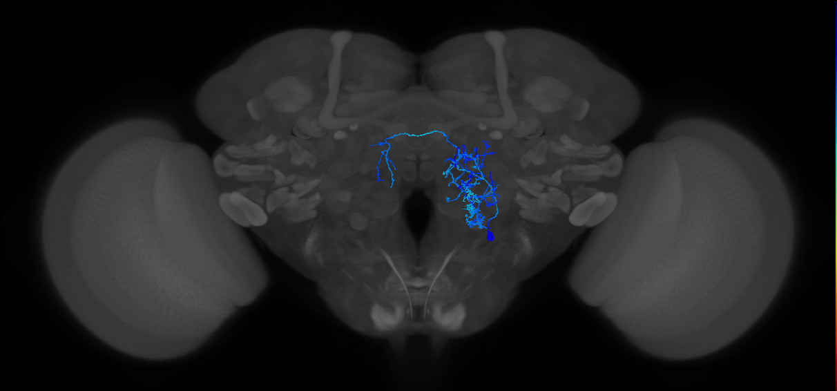 v2LN35_R (FlyEM-HB:1733056086)